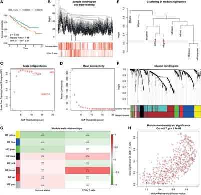 CD8+ T Cell-Based Molecular Classification With Heterogeneous Immunogenomic Landscapes and Clinical Significance of Clear Cell Renal Cell Carcinoma